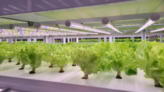 FAO Global Review: Indoor Farming Food Safety