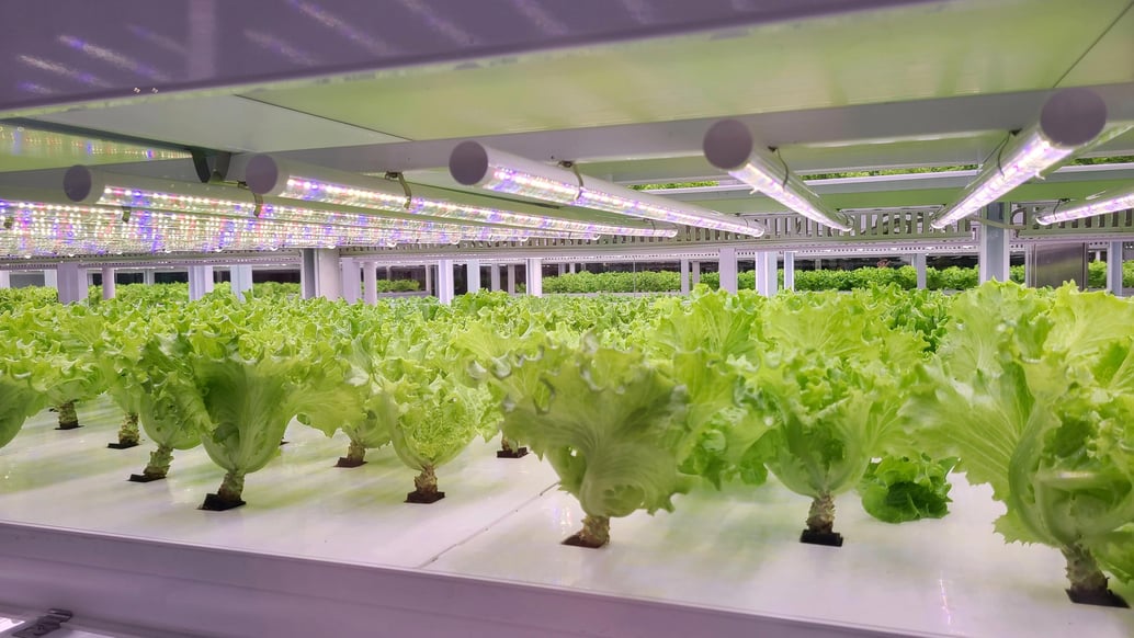 FAO Global Review: Indoor Farming Food Safety