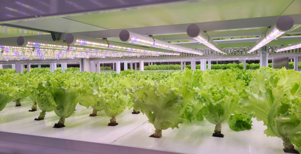 FAO Global Review: Indoor Farming Food Safety